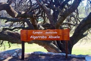 Con motivo del Día Nacional del Árbol, en el día de ayer reconocimos dos algarro…