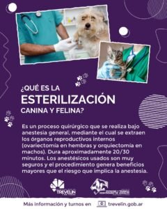ESTERILIZACIÓN CANINA Y FELINA…