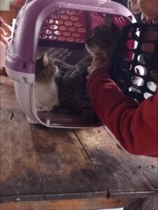 Campaña de Vacunación Antirrábica en Epuyén….