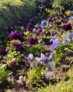 Tareas de mantenimiento y embellecimiento urbano…