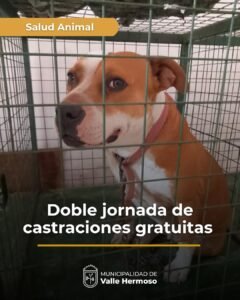 Como todas las semanas se desarrolla una doble jornada de castraciones gratuitas en el Quirófano de Salud Animal de la Municipalidad de Val…
