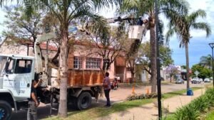 Poda preventiva de las palmeras para proteger el arbolado urbano