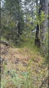 ¿Que hacer con las cenizas?…