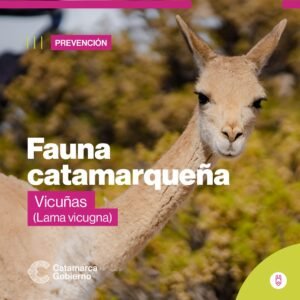 Vicuñas…