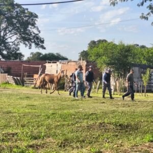 Realizamos operativos de control en distintos puntos de la ciudad tras denuncias por la presencia de equinos sin resguardo, garantizando la…