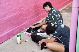 Avanza la esterilización preventiva de mascotas…