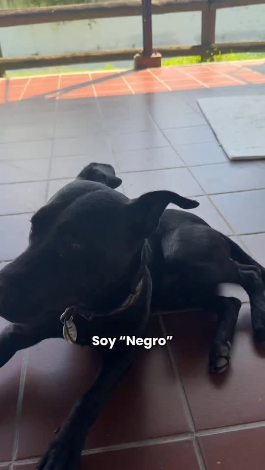 “Negro” te cuenta cómo trabaja nuestro Centro Integral Animal Municipal (CIAM)….