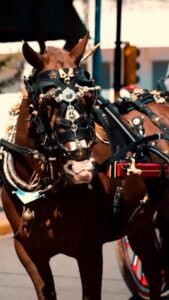 DESFILE TRADICIONALISTA SANGRE CRIOLLA…