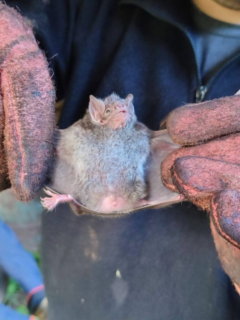 𝘾𝙐𝙇𝙈𝙄𝙉Ó 𝙇𝘼 𝘾𝘼𝙈𝙋𝘼Ñ𝘼 𝘼𝙉𝙏𝙄𝙍𝙍Á𝘽𝙄𝘾𝘼 𝙀𝙉 𝙇𝙊𝙉𝘿𝙍𝙀𝙎…