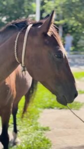 Ahora la denuncia de caballos sueltos en la ciudad se realiza a través del Centro de Atención Digital, al 3624 85-8825…