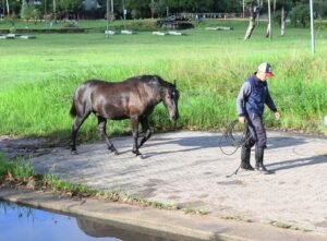 Dos caballos sueltos fueron incautados en la Laguna Argüello…