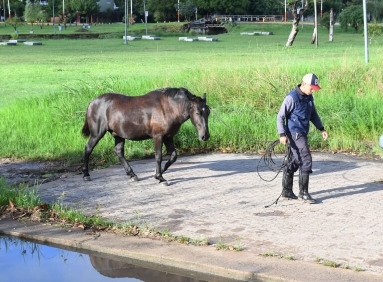 Dos caballos sueltos fueron incautados en la Laguna Argüello…