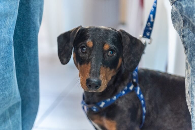 ¿Sabías que desde la web podés sacar turno para la castración de tus mascotas?…